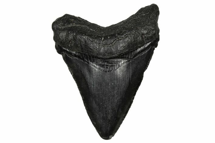 Serrated, Juvenile Megalodon Tooth - South Carolina #340419